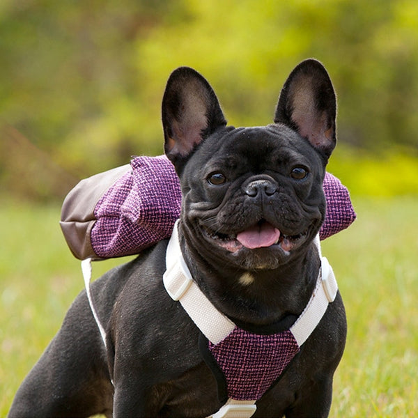 Puppy Backpack